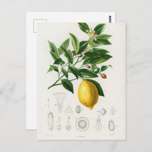 Lemon Citrus Fruit Botanical Limonium Illustration Briefkaart (Voorkant / Achterkant)