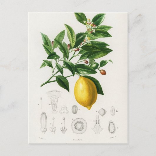 Lemon Citrus Fruit Botanical Limonium Illustration Briefkaart (Voorkant)