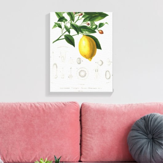 Lemon Citrus Fruit Botanical Limonium Illustration Canvas Afdruk (Insitu (Woonkamer))