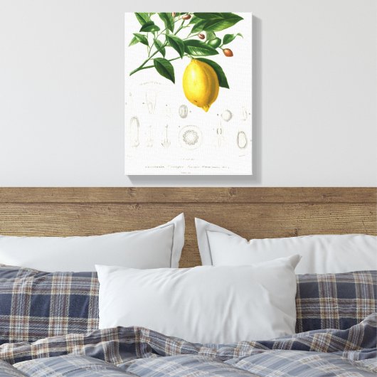 Lemon Citrus Fruit Botanical Limonium Illustration Canvas Afdruk (Insitu (Slaapkamer))
