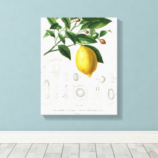 Lemon Citrus Fruit Botanical Limonium Illustration Canvas Afdruk (Insitu (Houten vloer))
