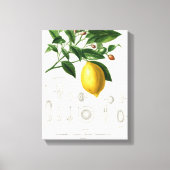 Lemon Citrus Fruit Botanical Limonium Illustration Canvas Afdruk (Voorkant)