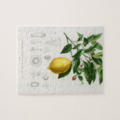 Lemon Citrus Fruit Botanical Limonium Illustration Legpuzzel (Horizontaal)