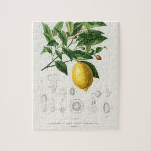 Lemon Citrus Fruit Botanical Limonium Illustration Legpuzzel