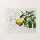 Lemon Citrus Fruit Botanical Limonium Illustration Legpuzzel (Horizontaal)
