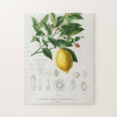 Lemon Citrus Fruit Botanical Limonium Illustration Legpuzzel (Verticaal)