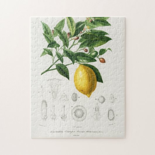Lemon Citrus Fruit Botanical Limonium Illustration Legpuzzel (Verticaal)