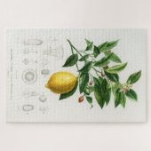 Lemon Citrus Fruit Botanical Limonium Illustration Legpuzzel (Horizontaal)