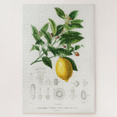 Lemon Citrus Fruit Botanical Limonium Illustration Legpuzzel (Verticaal)