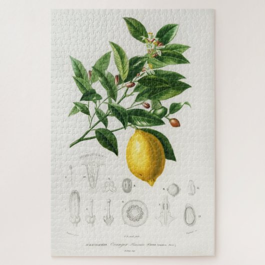Lemon Citrus Fruit Botanical Limonium Illustration Legpuzzel (Verticaal)