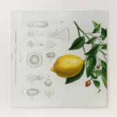Lemon Citrus Fruit Botanical Limonium Illustration Legpuzzel (Horizontaal)