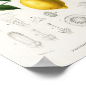 Lemon Citrus Fruit Botanical Limonium Illustration Poster (Hoek)