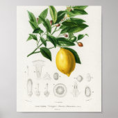 Lemon Citrus Fruit Botanical Limonium Illustration Poster (Voorkant)