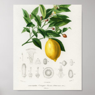 Lemon Citrus Fruit Botanical Limonium Illustration Poster
