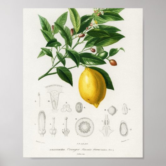Lemon Citrus Fruit Botanical Limonium Illustration Poster (Voorkant)