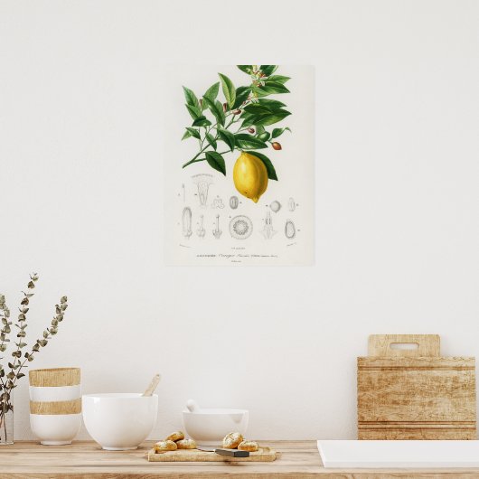 Lemon Citrus Fruit Botanical Limonium Illustration Poster (Keuken)