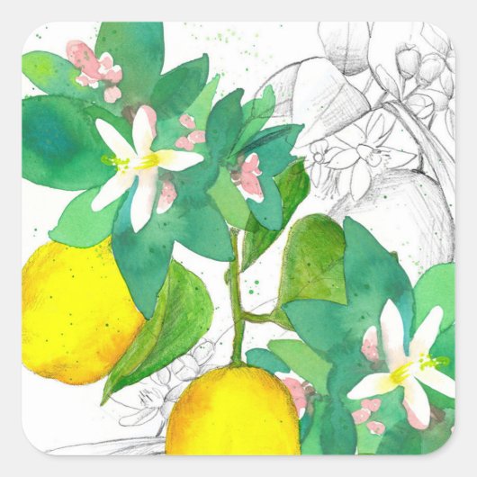 Lemon Citrus Fruit Flowers Botanical Drawing Vierkante Sticker (Voorkant)