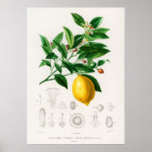 Lemon (Citrus Limonium) Poster (Voorkant)