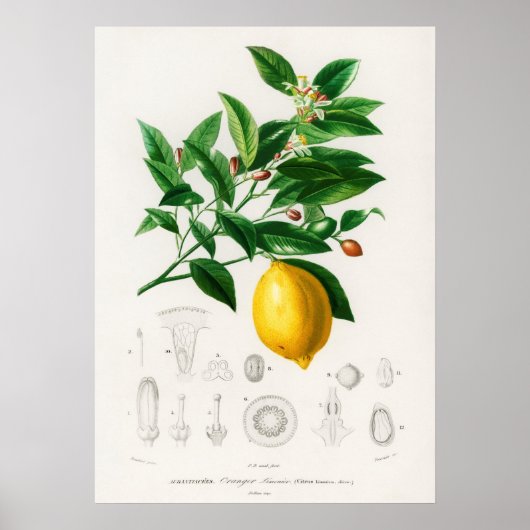 Lemon (Citrus Limonium) Poster (Voorkant)