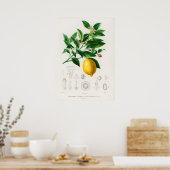 Lemon (Citrus Limonium) Poster (Keuken)