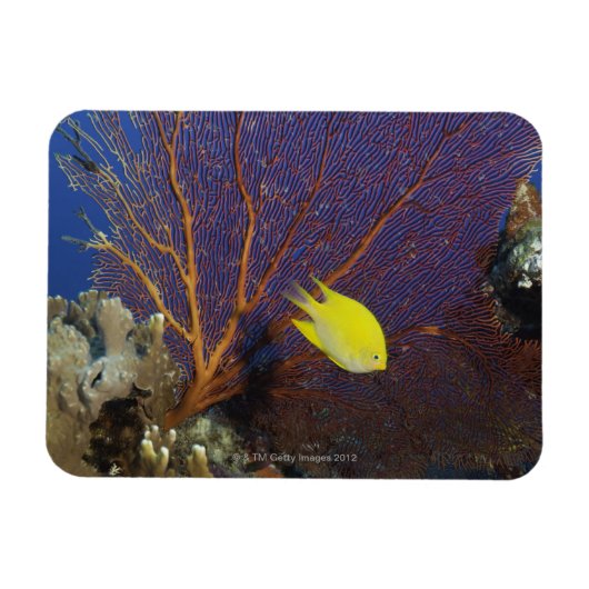 Lemon damsel magneet (Horizontaal)