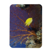 Lemon damsel magneet (Verticaal)