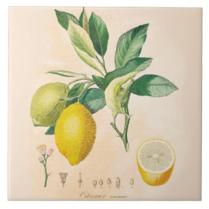 Lemon Fruit Ceramic Accent Tile, Kitchen Decor Tegeltje