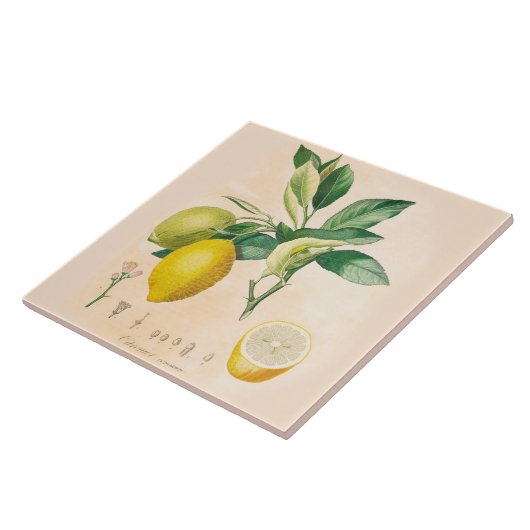 Lemon Fruit Ceramic Accent Tile, Kitchen Decor Tegeltje (Zijkant)