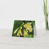 Lemon-gele klivias aankondiging (Voorkant)