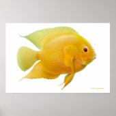 Lemon Gold Severum Cichlid Print (Voorkant)