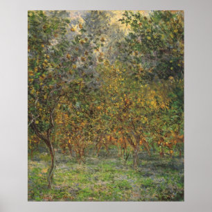 Lemon Grove in Bordighera door Claude Monet Poster