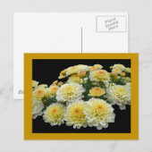Lemon Meringue Chrysanthemums Briefkaart (Voorkant / Achterkant)