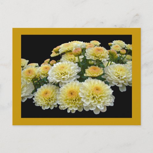 Lemon Meringue Chrysanthemums Briefkaart (Voorkant)