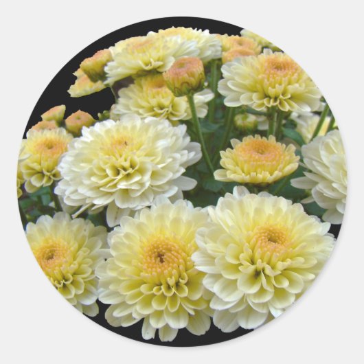 Lemon Meringue Chrysanthemums Ronde Sticker (Voorkant)