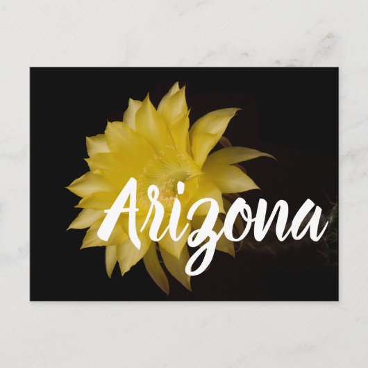 Lemon Pie Cactus Flower Delight, Arizona Briefkaart (Voorkant)