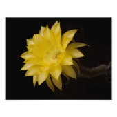 Lemon Pie Cactus Flower Delight Foto Afdruk (Voorkant)