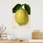 Lemon Pomologische Waterverf Poster (Keuken)