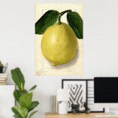 Lemon Pomologische Waterverf Poster (Thuiskantoor)