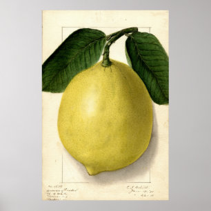 Lemon Pomologische Waterverf Poster