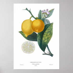Lemon Poster