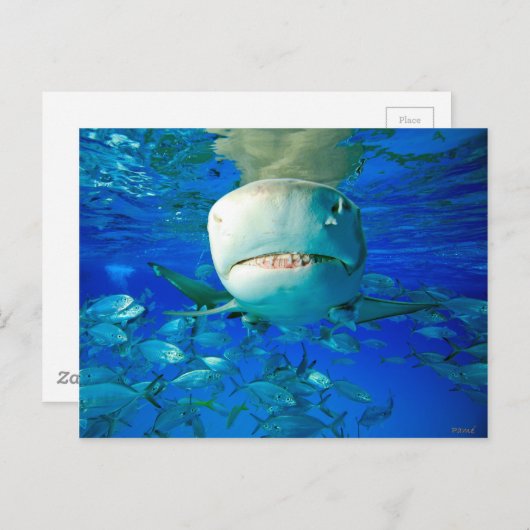 Lemon Shark "Zeg kaas" Briefkaart (Voorkant / Achterkant)