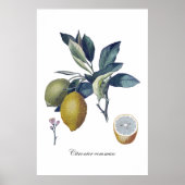 LEMON-studie botanische vintage poster (Voorkant)