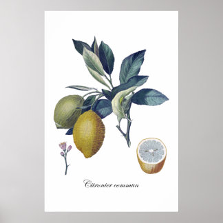 LEMON-studie botanische vintage poster