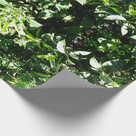 Lemon Tree Cadeaupapier (Hoek)