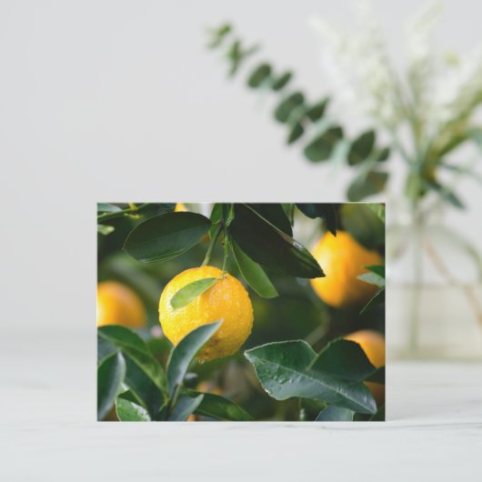 Lemon Tree Fruit Photography Briefkaart (Staand voorkant)