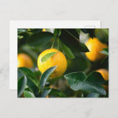 Lemon Tree Fruit Photography Briefkaart (Voorkant / Achterkant)