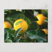 Lemon Tree Fruit Photography Briefkaart (Voorkant)
