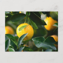 Lemon Tree Fruit Photography Briefkaart