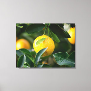 Lemon Tree Fruit Photography Canvas Afdruk