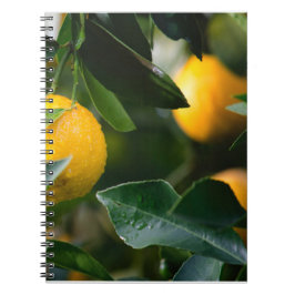 Lemon Tree Fruit Photography Notitieboek